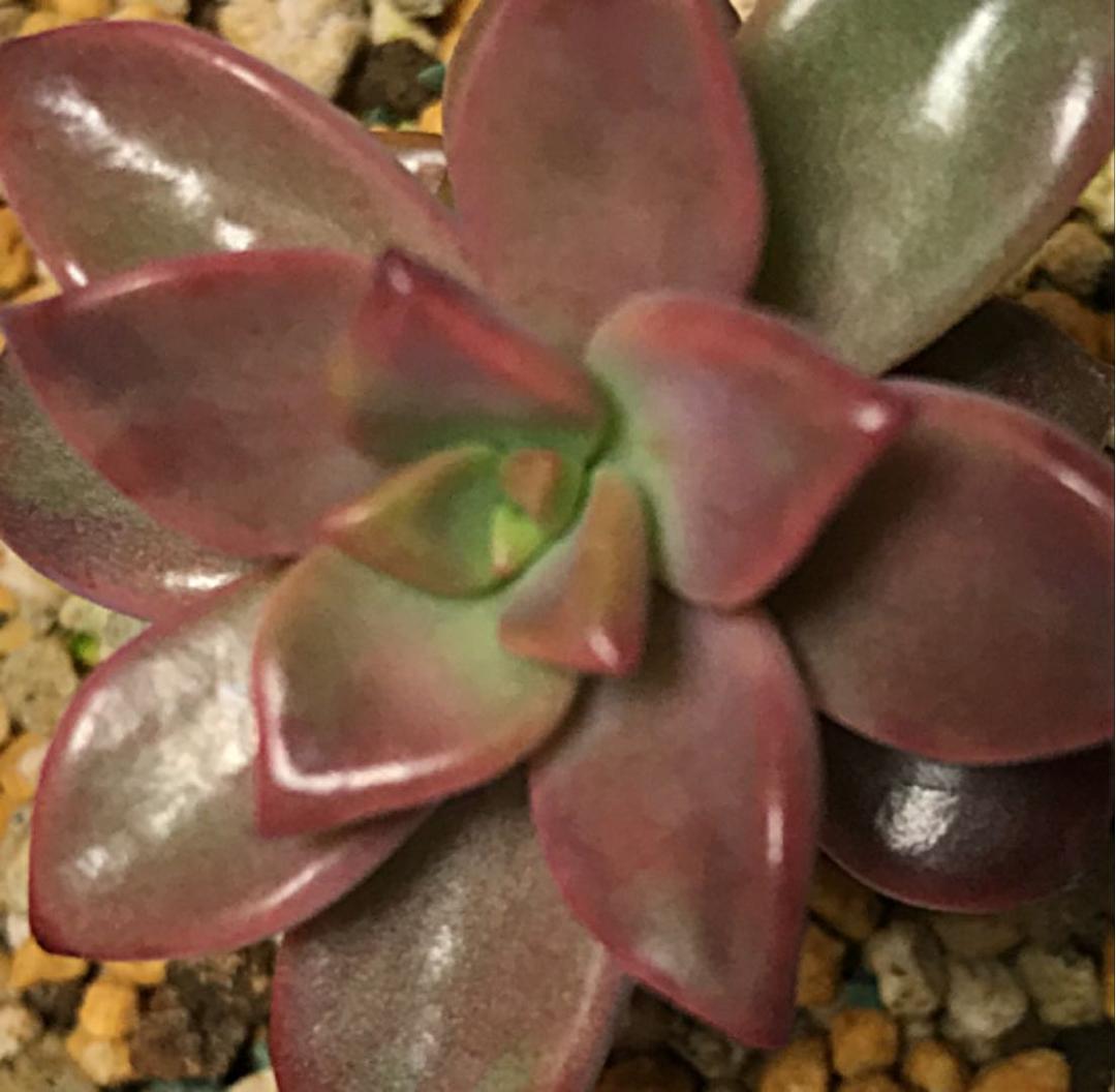 ピーチ姫② ブロンズ姫錦　カット苗　おまけ付き♡