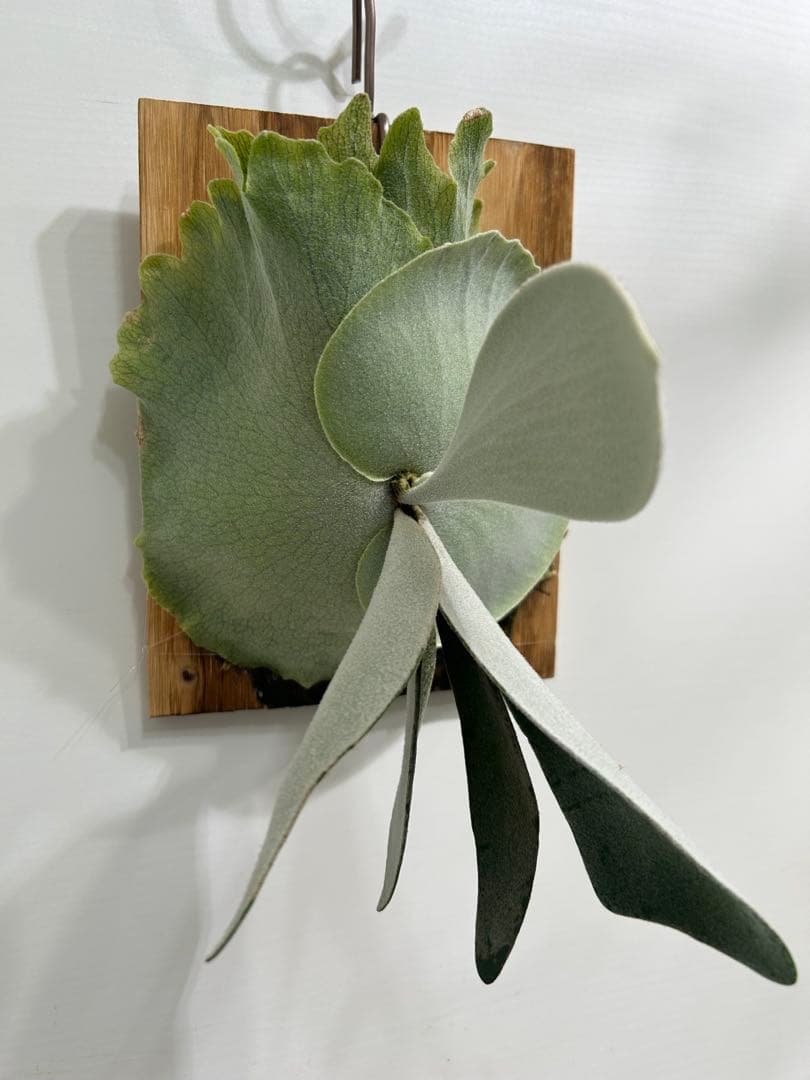 P. willinckii cotton cloud spore （CCS）