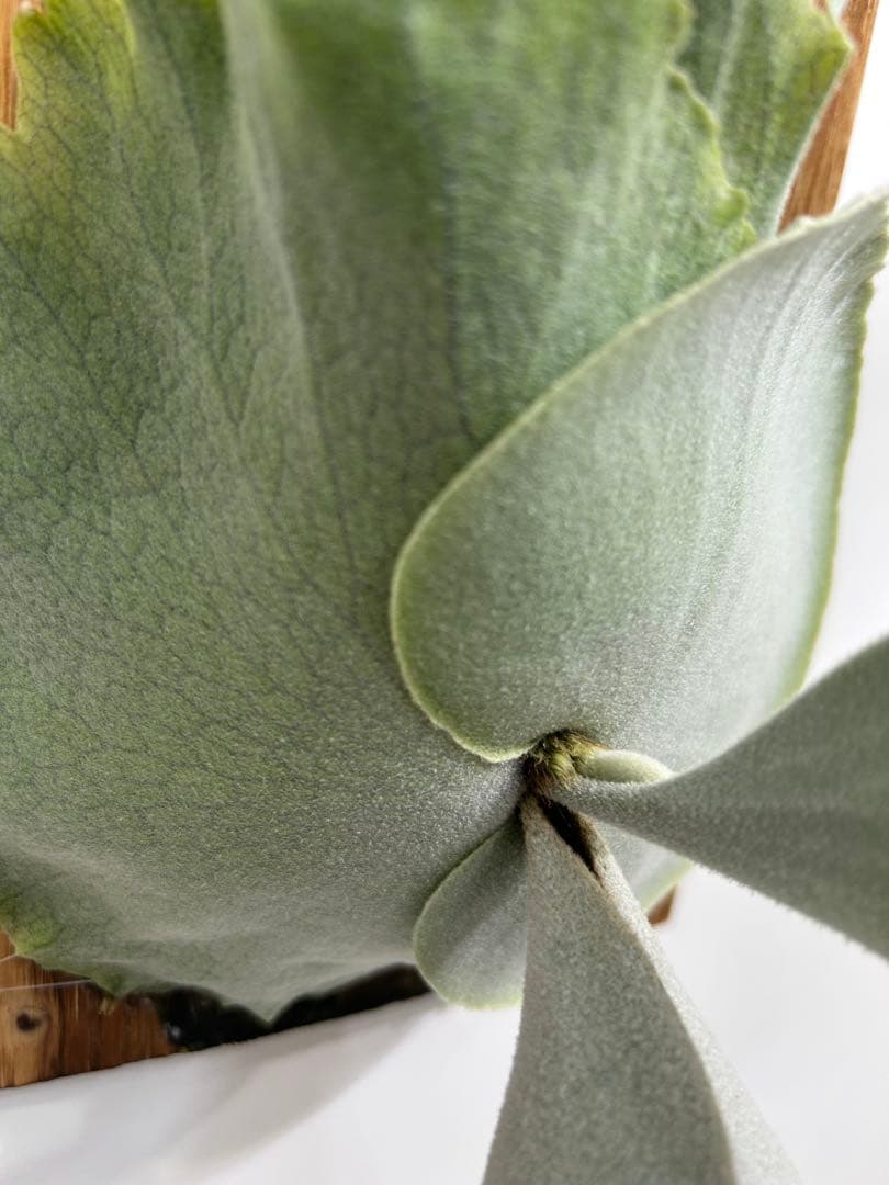 P. willinckii cotton cloud spore （CCS）