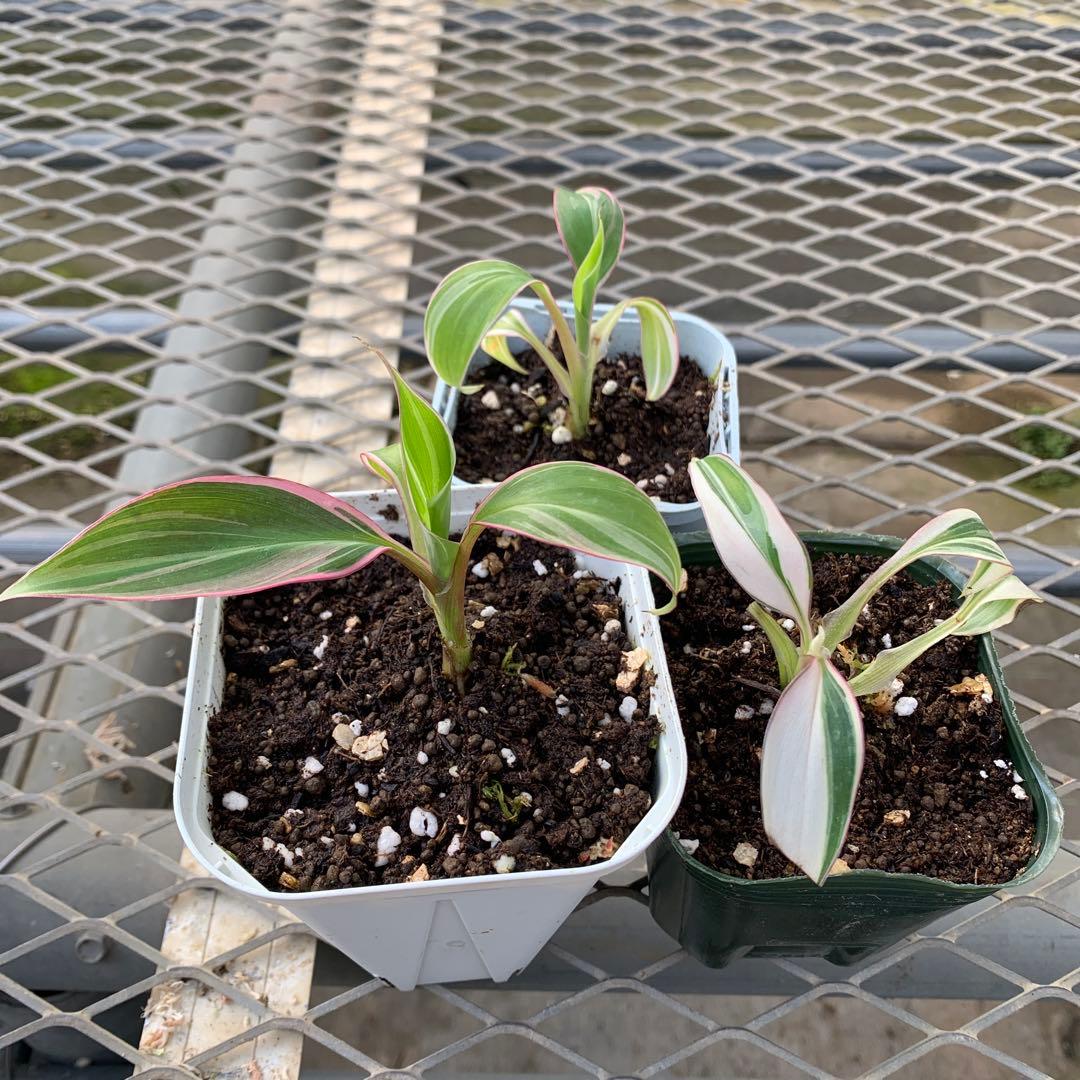 3X MUSA Nono / ムサノノ　バナナ