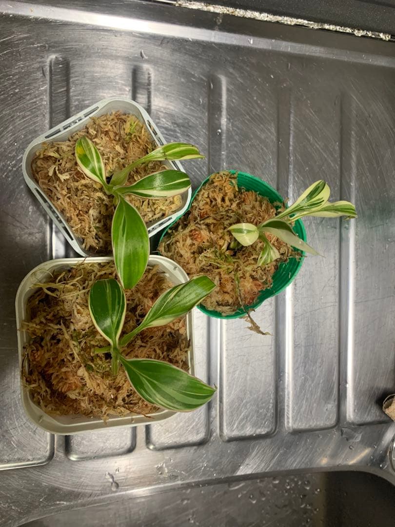 3X MUSA Nono / ムサノノ　バナナ