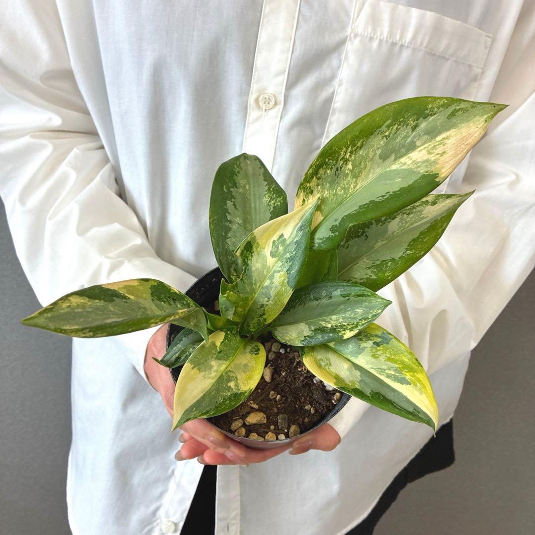 超希少❗️アグラオネマ　スワンナプーム✨