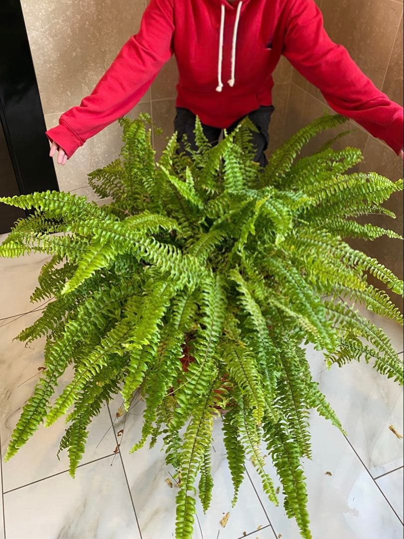 岡山 2日間限定価格 引き取り限定 特大 シダ ボストンファーン 観葉植物