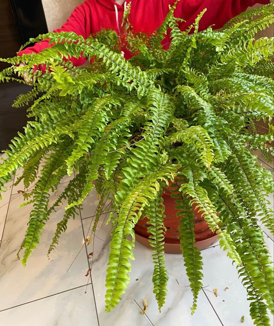 岡山 2日間限定価格 引き取り限定 特大 シダ ボストンファーン 観葉植物