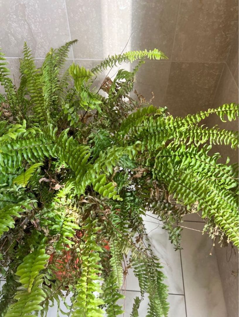 岡山 2日間限定価格 引き取り限定 特大 シダ ボストンファーン 観葉植物