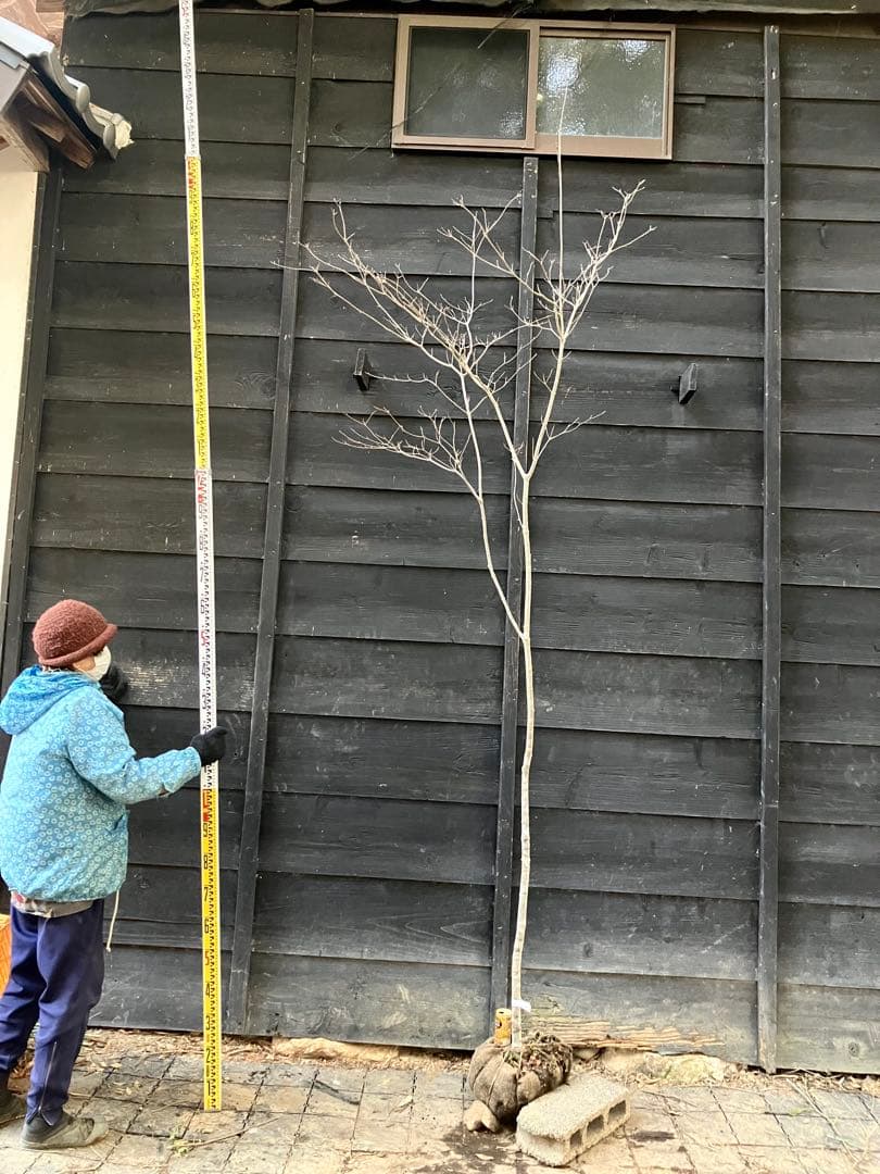 10 山採り　ヤマボウシ