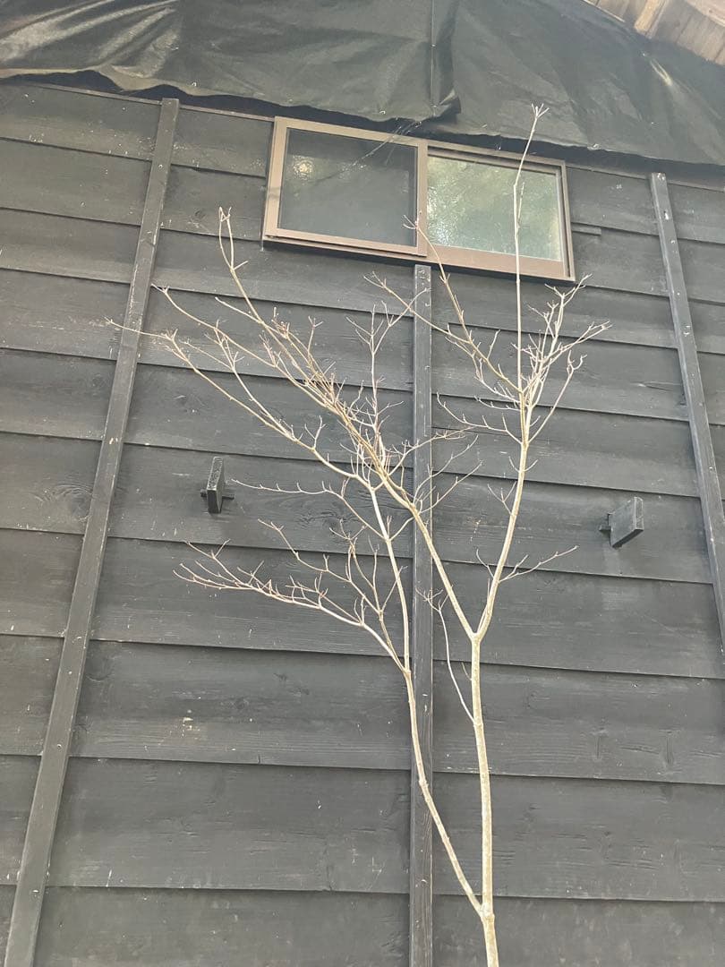 10 山採り　ヤマボウシ