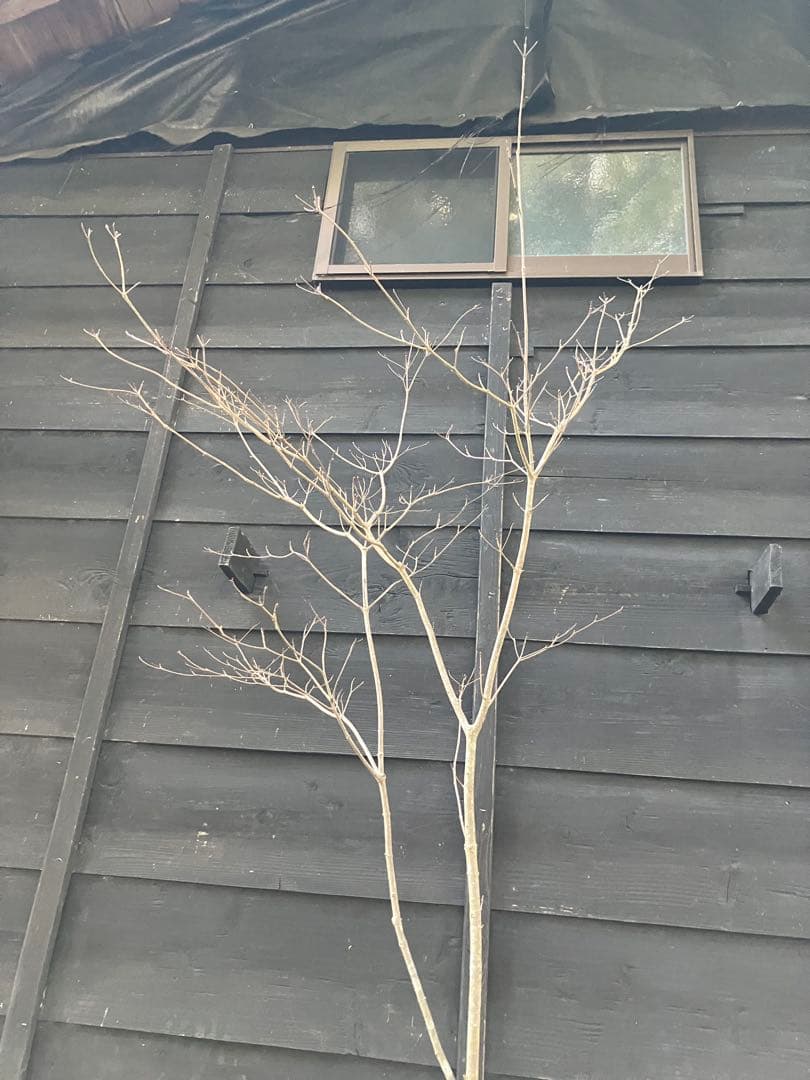 10 山採り　ヤマボウシ