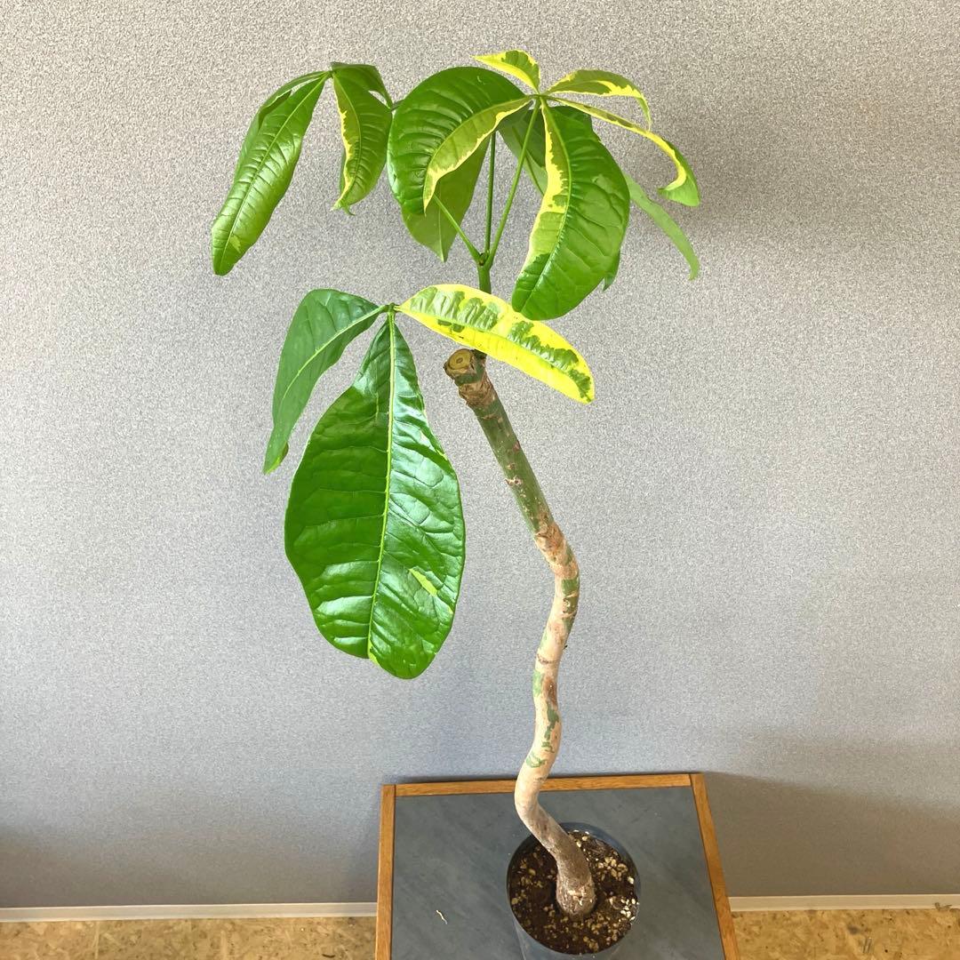 超絶希少❗️パキラ　ムーンライト　実生✨