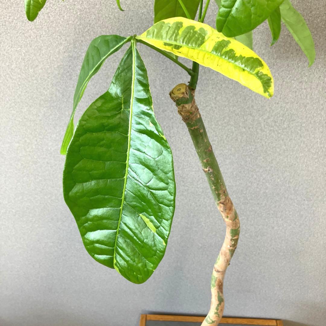 超絶希少❗️パキラ　ムーンライト　実生✨