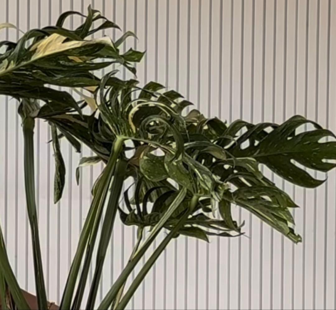 「超超レア」　モンステラ　デリシオーサ　メデューサ 新芽付き！本物!