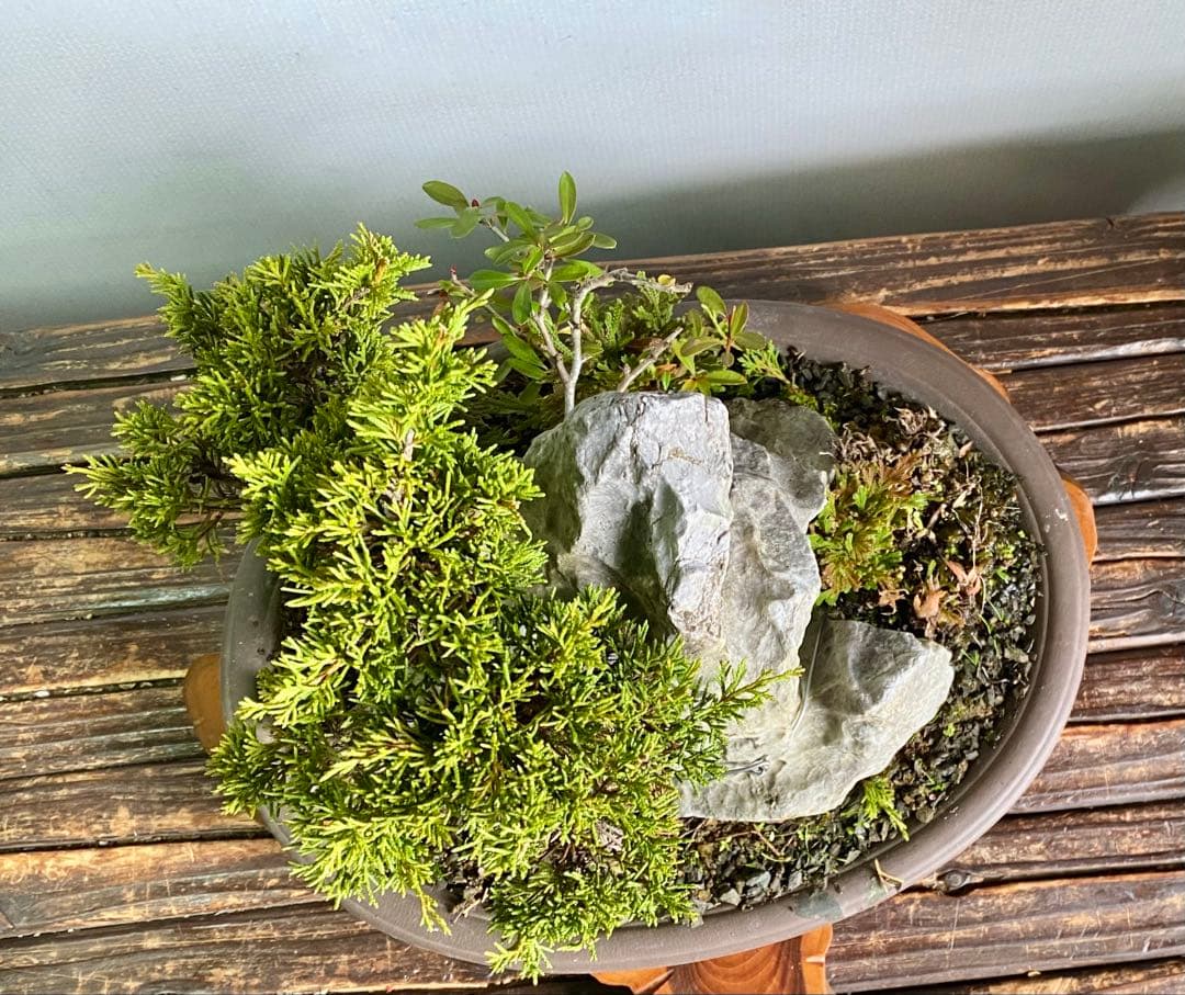 盆栽　自然石付き真柏　迫力あり　見応えあり❣️