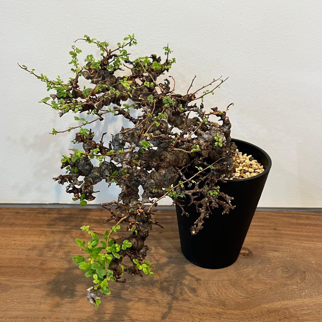 【希少株】コミフォラ エイル 現地球 発根済 塊根植物 サボテン コーデックス