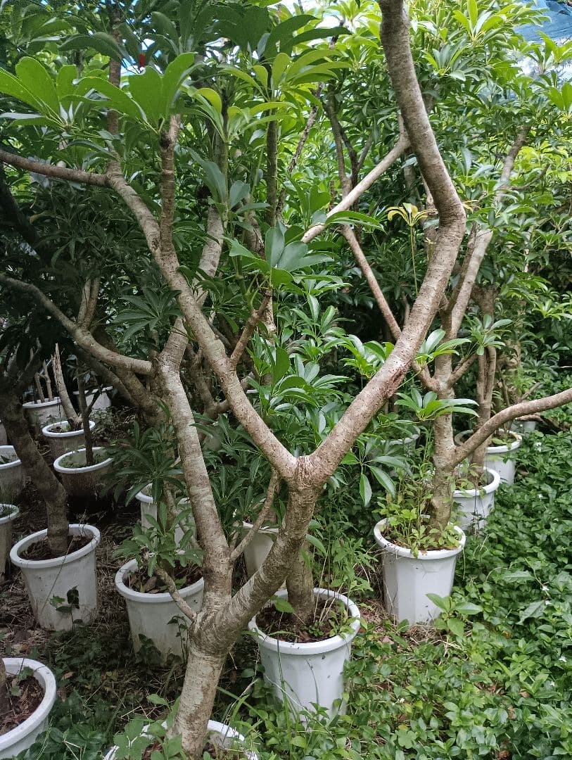 シェフレラ木立