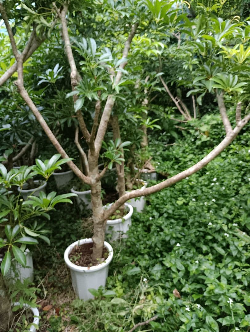 シェフレラ木立