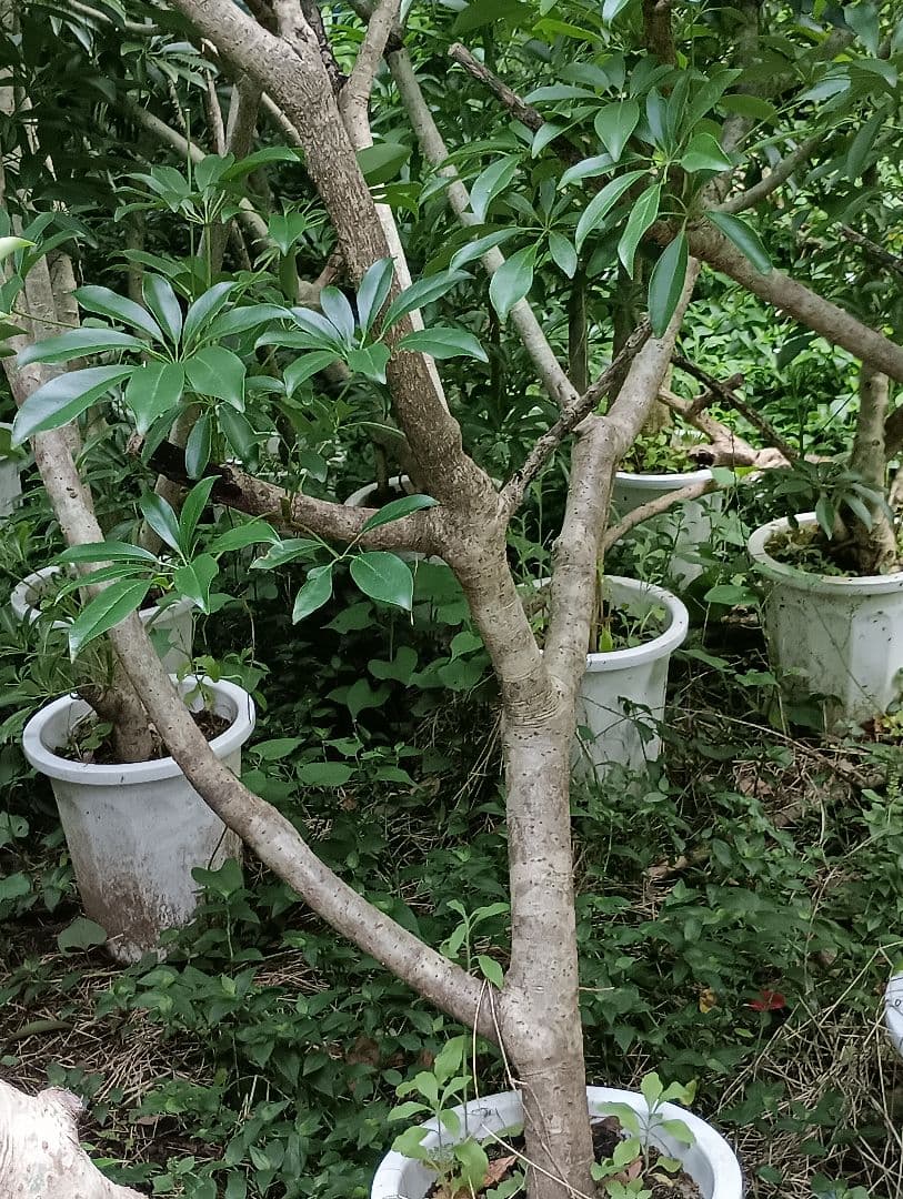 シェフレラ木立