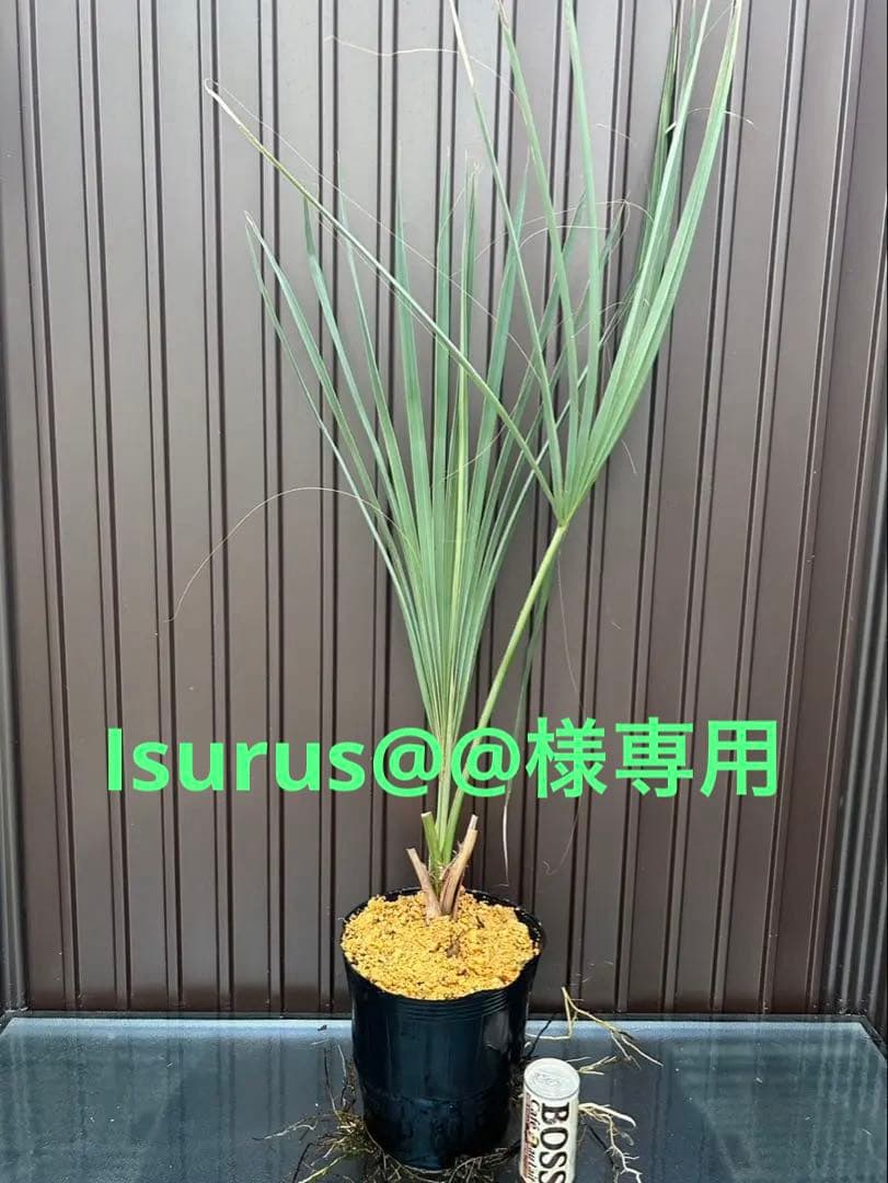 サバル ウレサナ 耐寒ヤシ