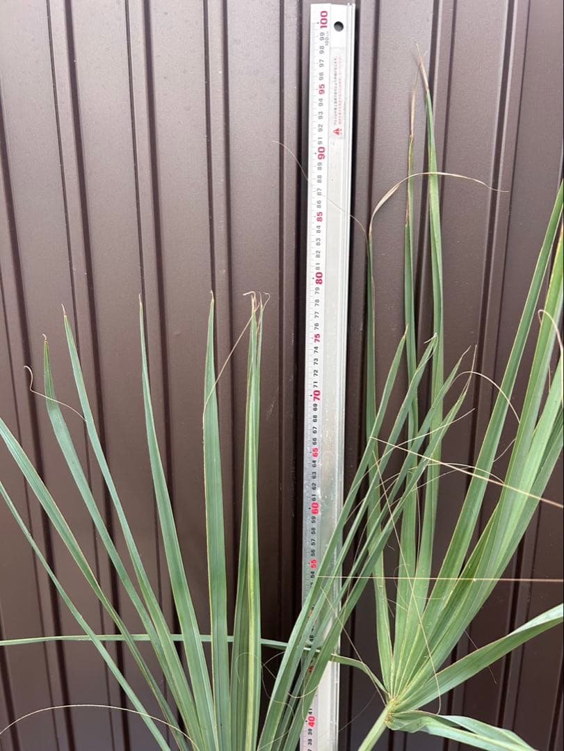 サバル ウレサナ 耐寒ヤシ