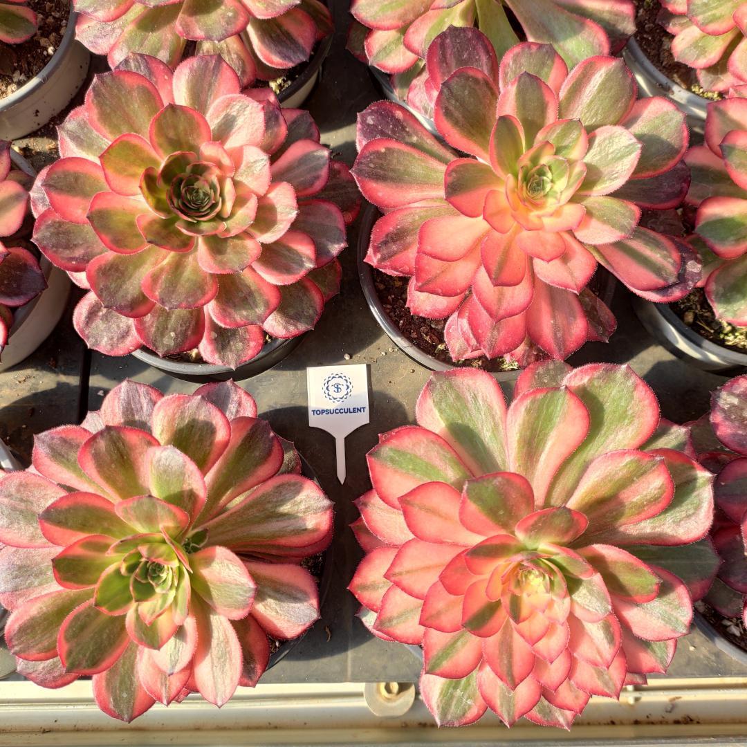 Top【選抜株】多肉植物　16750ブラック　デビル 24個　鉢無し/脱土