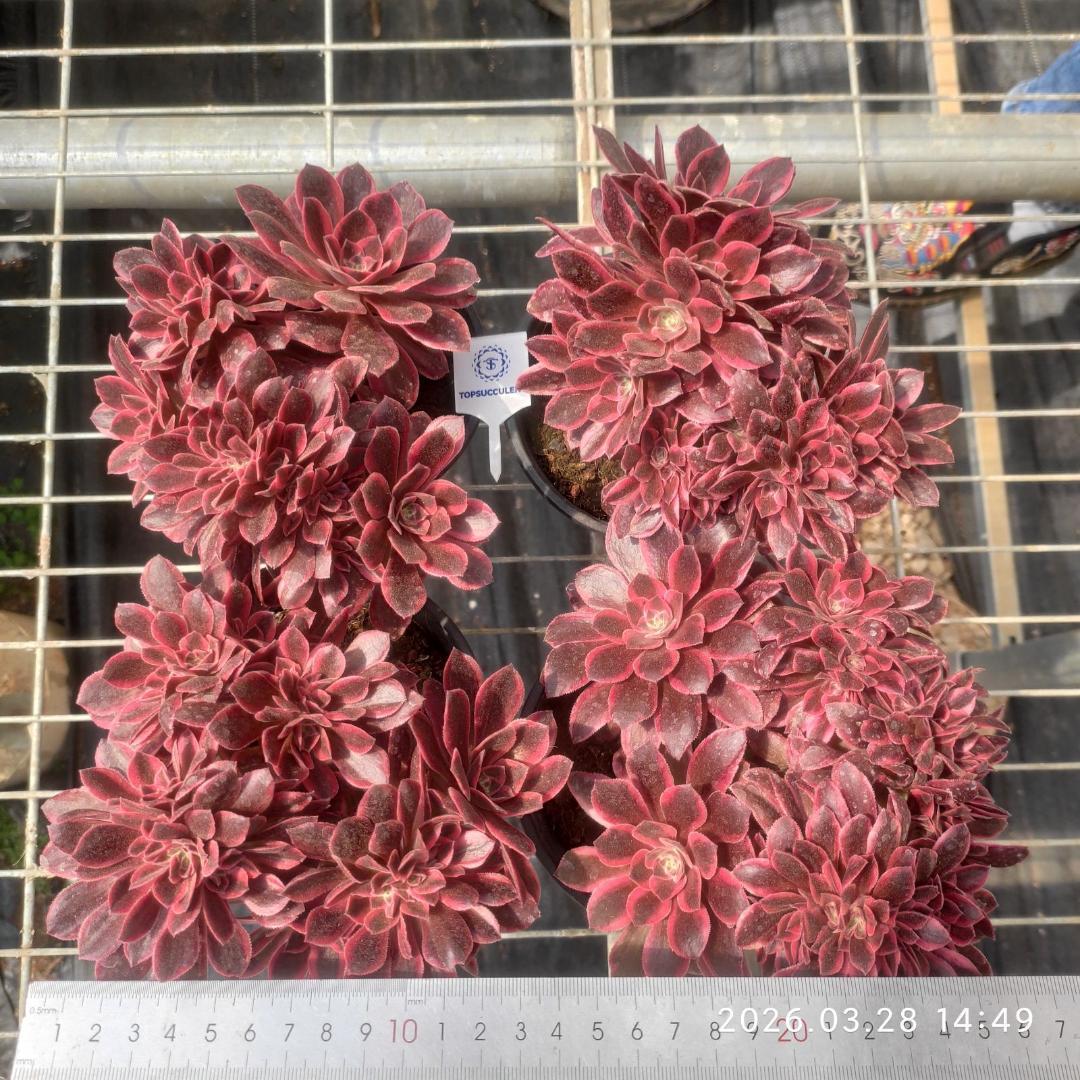 Top【選抜株】多肉植物　16750ブラック　デビル 24個　鉢無し/脱土