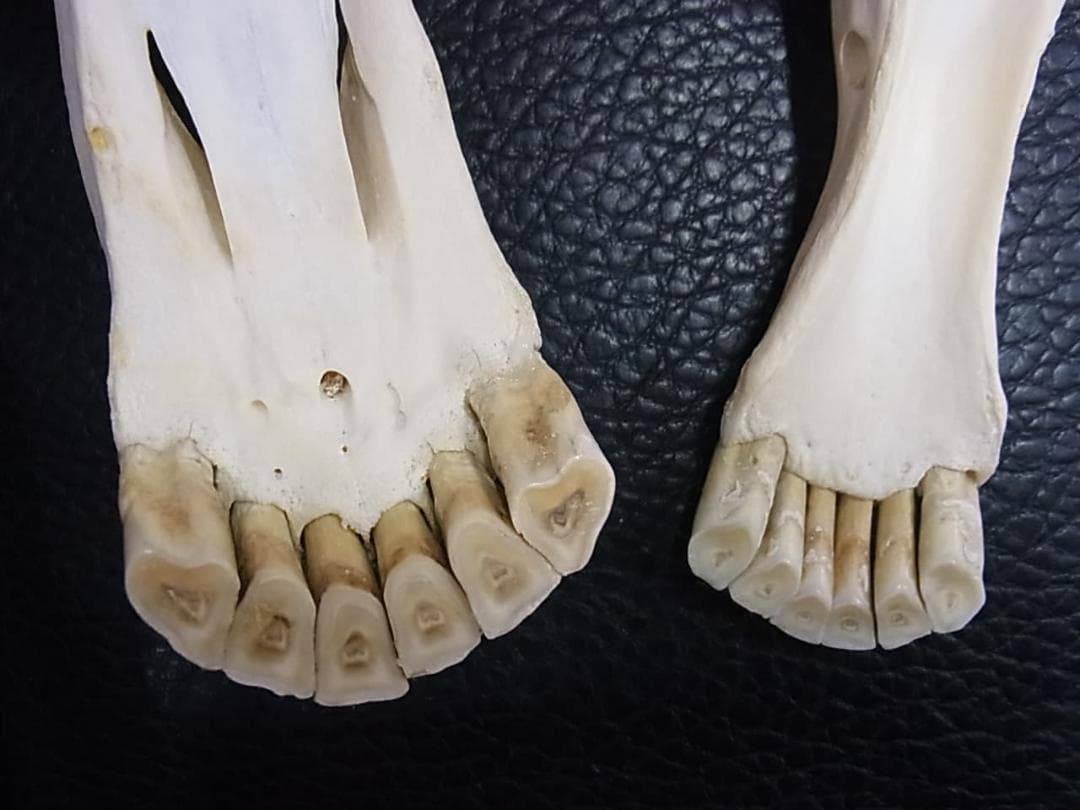 高品質！特大サイズ　イングリッシュ・サラブレッド　頭骨