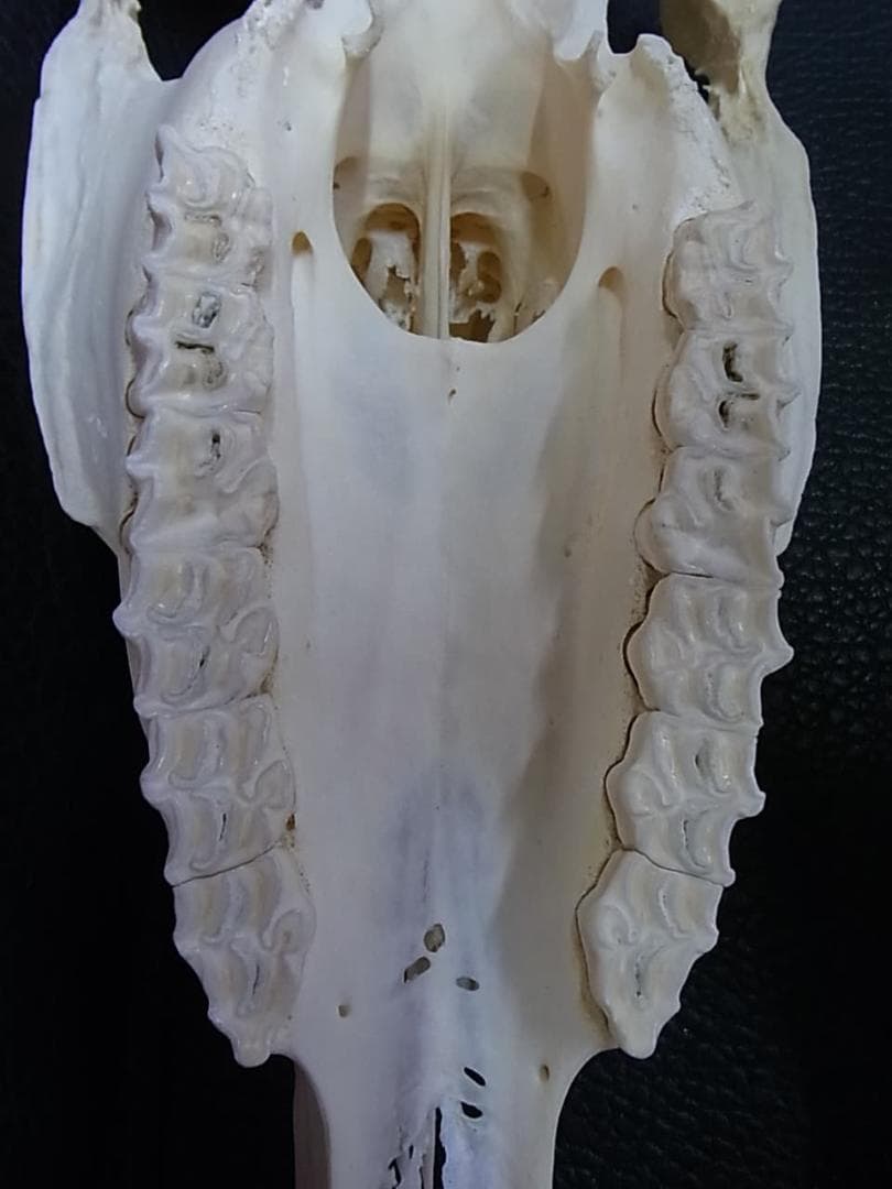 高品質！特大サイズ　イングリッシュ・サラブレッド　頭骨