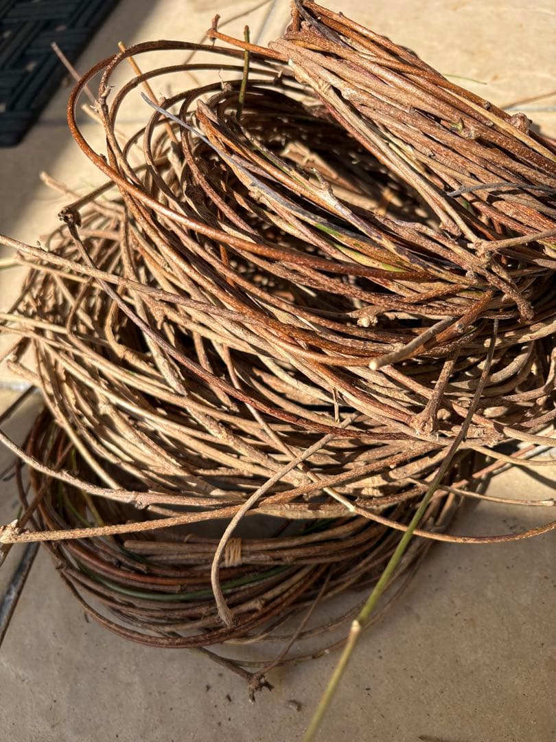 天然素材✴️採りたて あけび ランナー蔓(根蔓) 900g✴️70本+おまけ