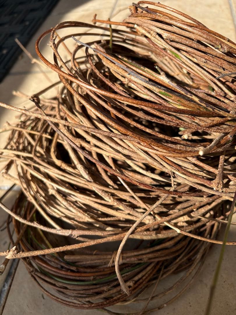 天然素材✴️採りたて あけび ランナー蔓(根蔓) 900g✴️70本+おまけ