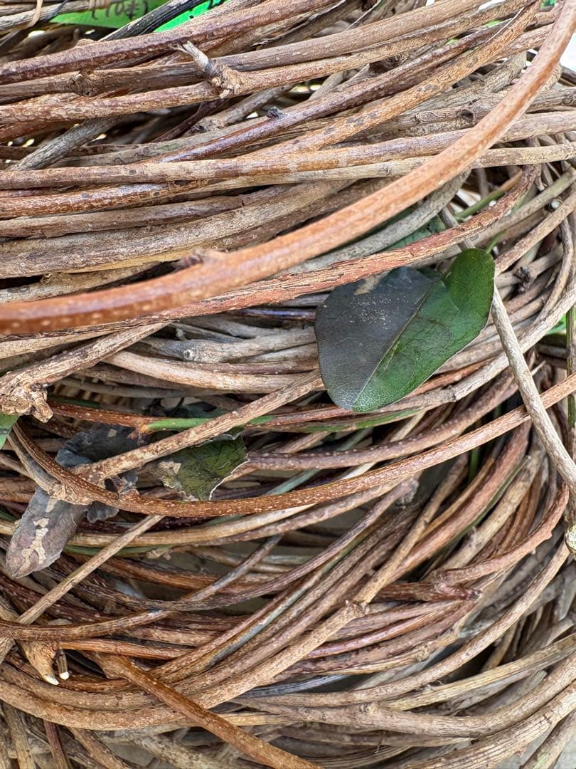 天然素材✴️採りたて あけび ランナー蔓(根蔓) 900g✴️70本+おまけ