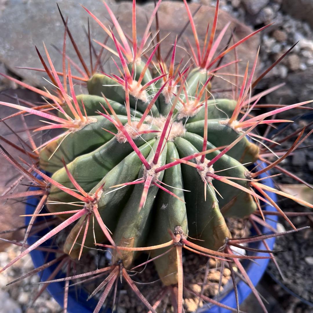 フェロカクタス 赤鳳 良型 サボテン・鉢植え発送