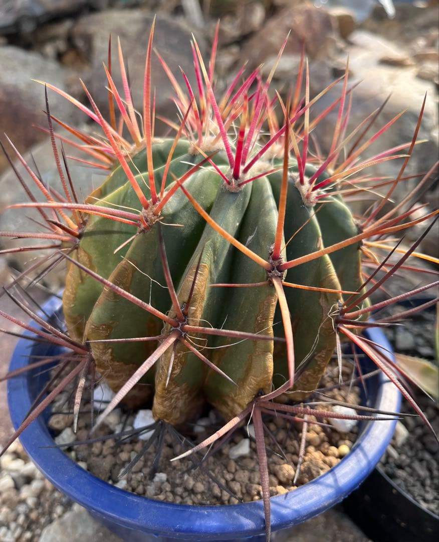 フェロカクタス 赤鳳 良型 サボテン・鉢植え発送