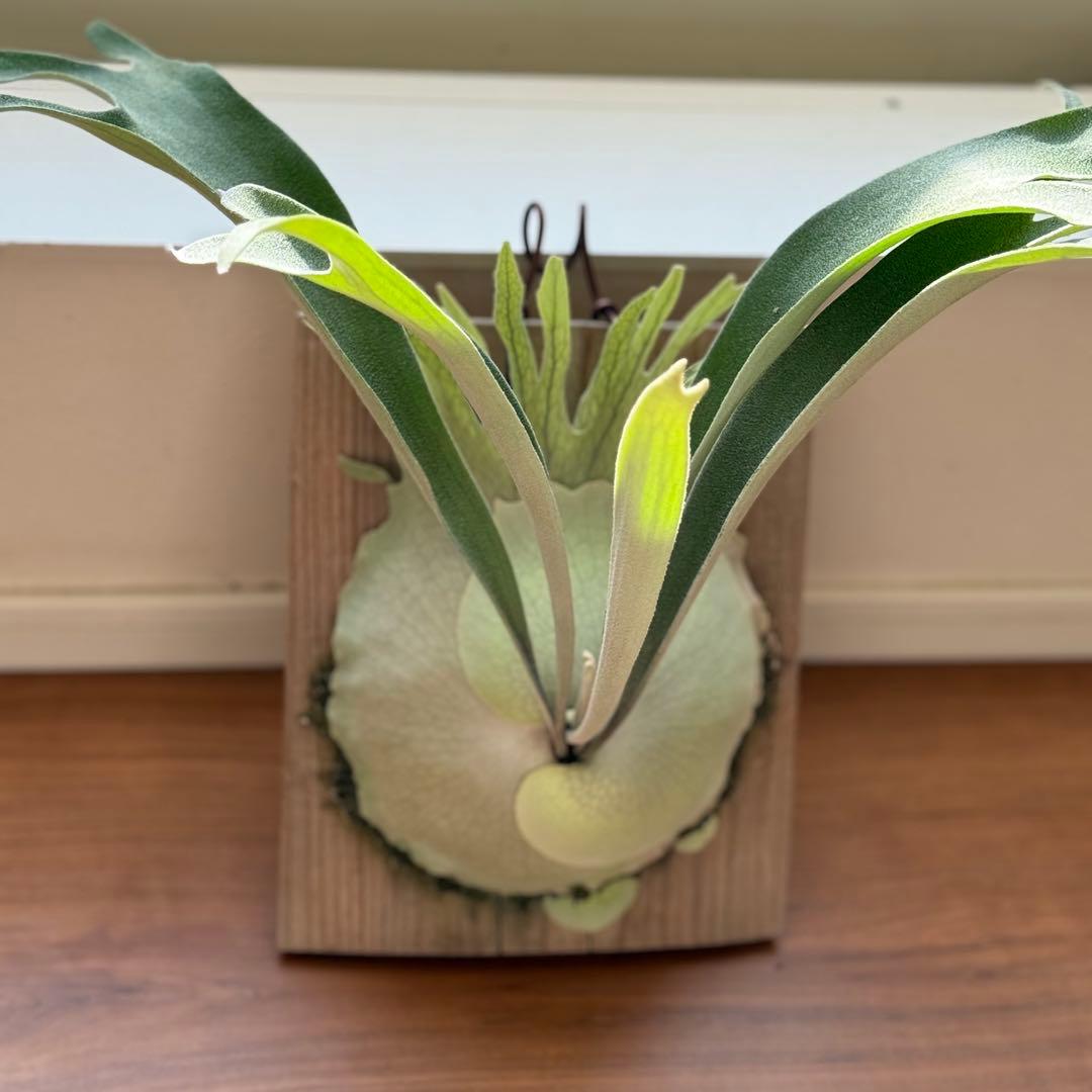 ビカクシダ　veitchii 2nd limited Edition 長期養生株