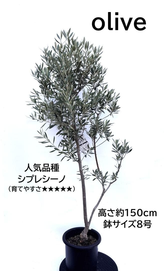 オリーブの木　シプレシーノ　8号　約150cm　K-264　人気品種　現品掲載