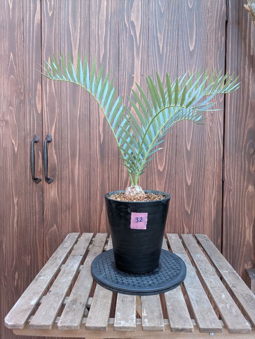 32 エンセファラルトス プリンセプス 最高！！