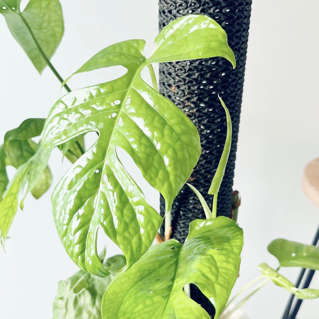 極希少 アミドリウム メディウム モンステラ 支柱 観葉植物