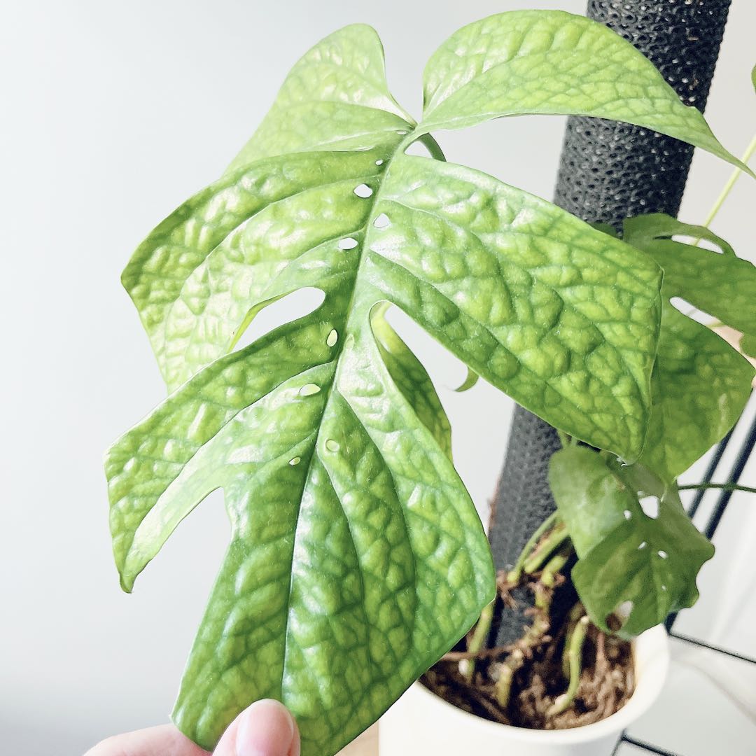 極希少 アミドリウム メディウム モンステラ 支柱 観葉植物