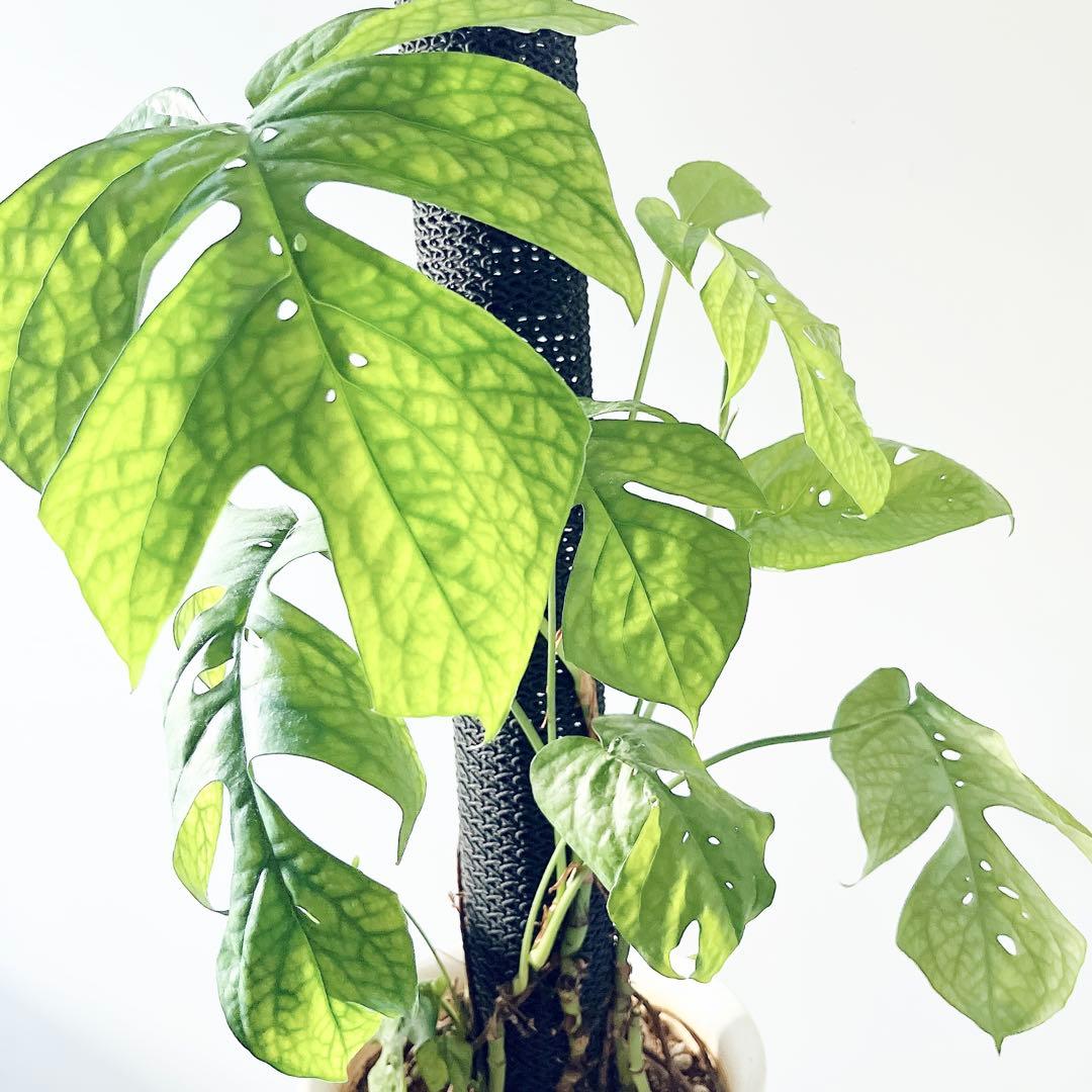 極希少 アミドリウム メディウム モンステラ 支柱 観葉植物