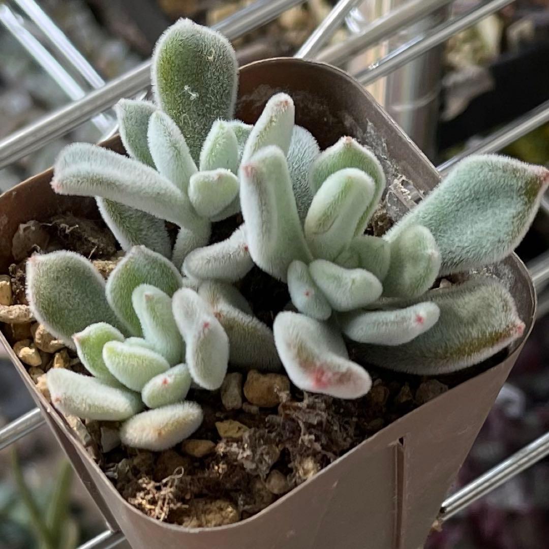 おまとめ中！多肉植物^o^  プルビナータ フロスティ