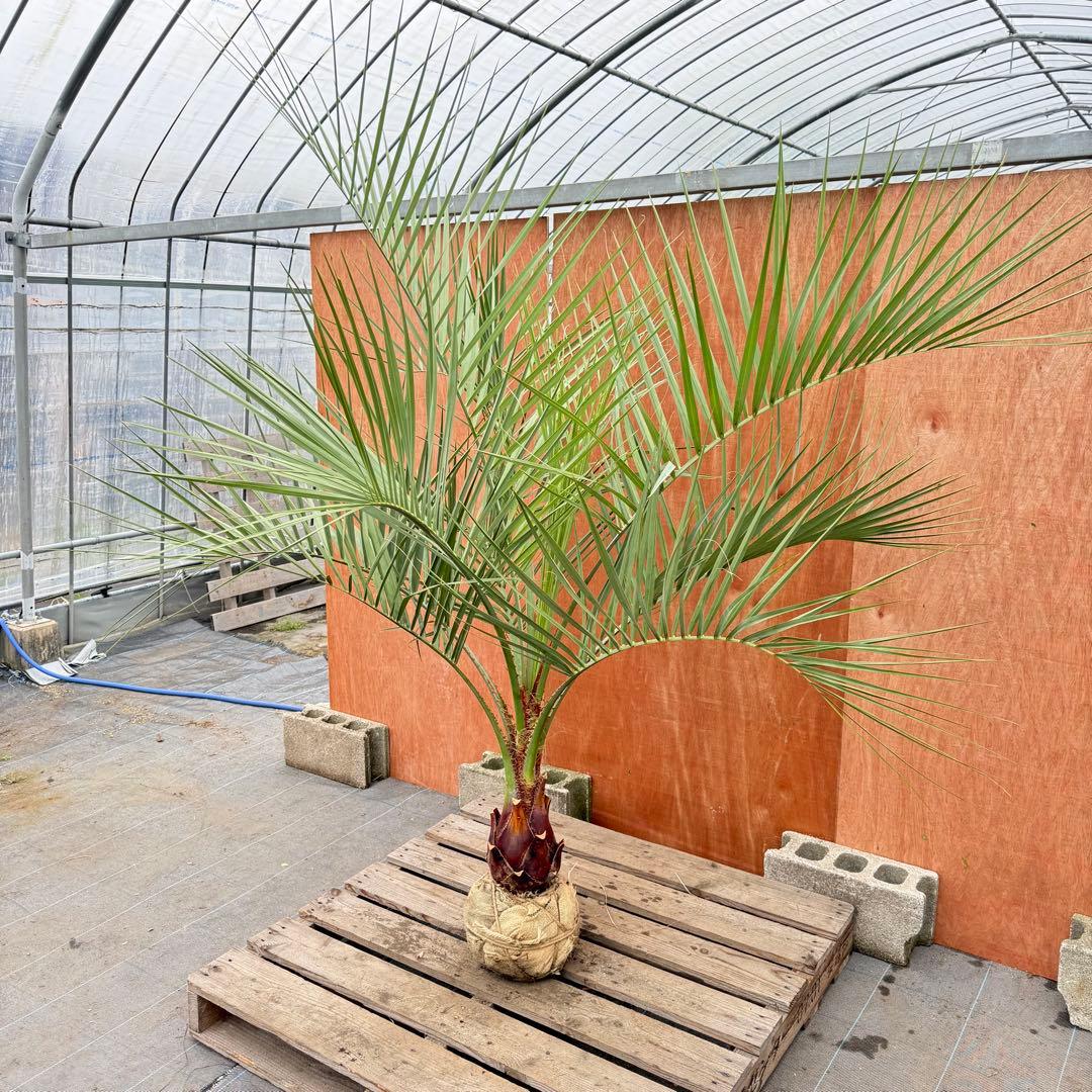 か*ー様 ココスヤシシルバーリーフ【極太】葉先190cm幹回り50cm 幹高30