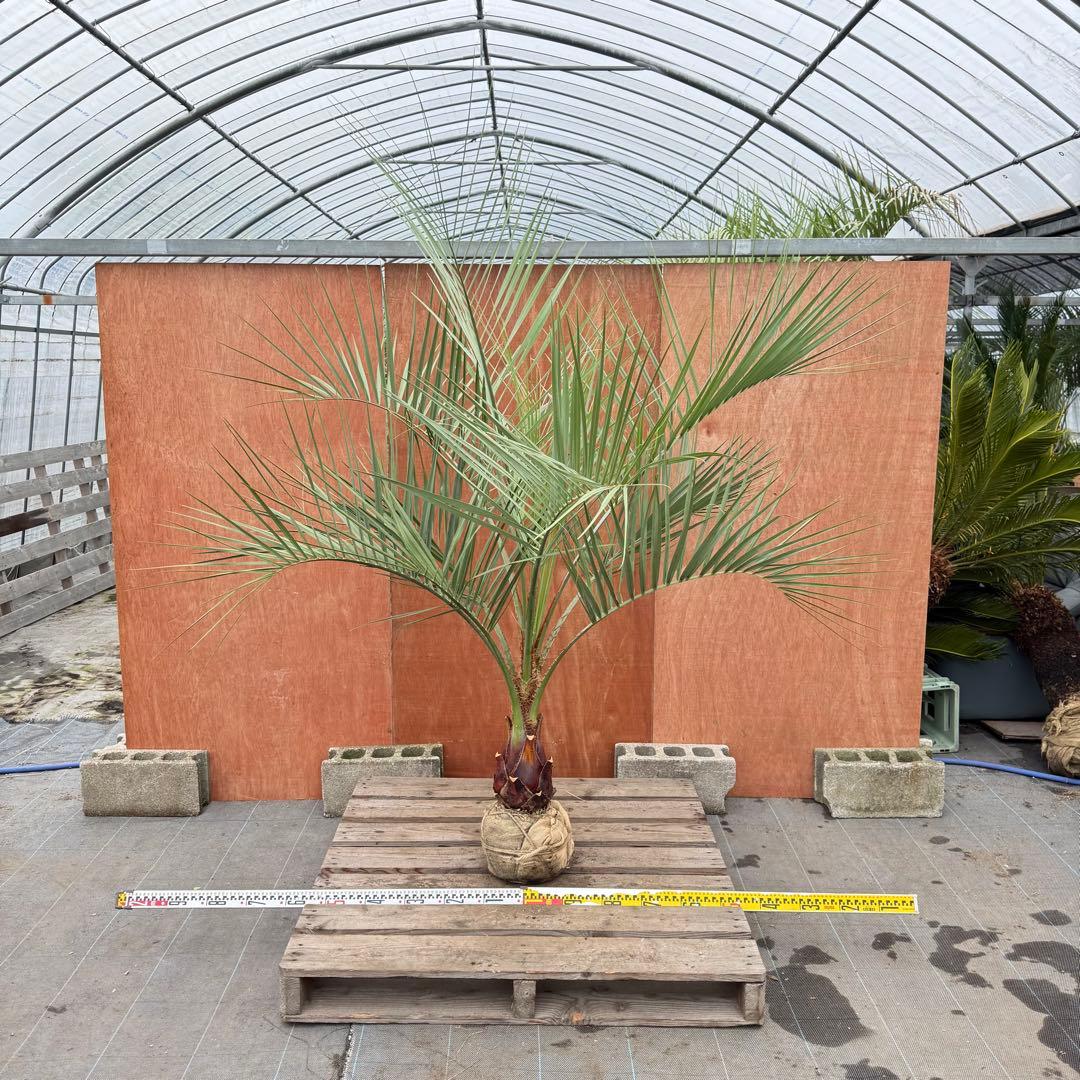 か*ー様 ココスヤシシルバーリーフ【極太】葉先190cm幹回り50cm 幹高30