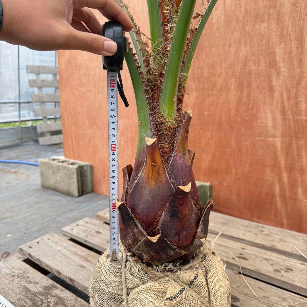 か*ー様 ココスヤシシルバーリーフ【極太】葉先190cm幹回り50cm 幹高30