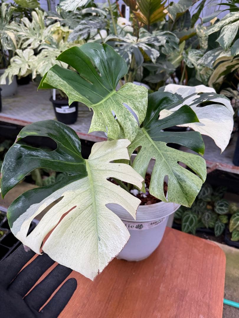 モンステラ　スフィンクス　ミント