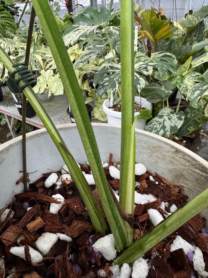 モンステラ　スフィンクス　ミント