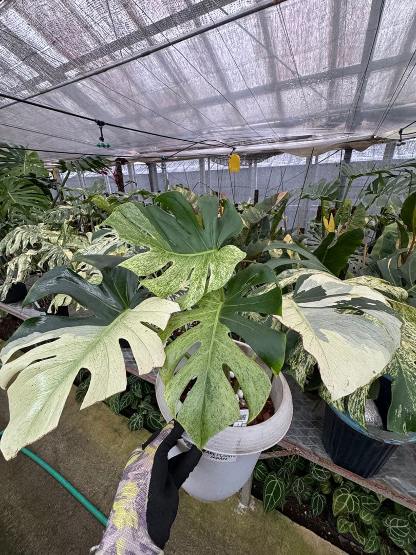 モンステラ　スフィンクス　ミント