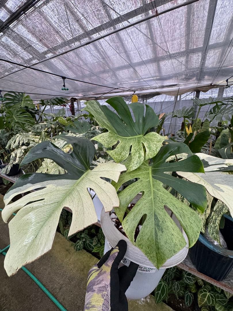 モンステラ　スフィンクス　ミント