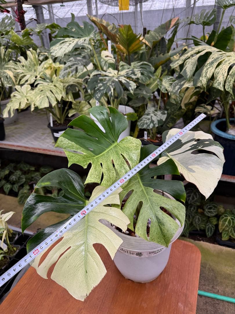 モンステラ　スフィンクス　ミント