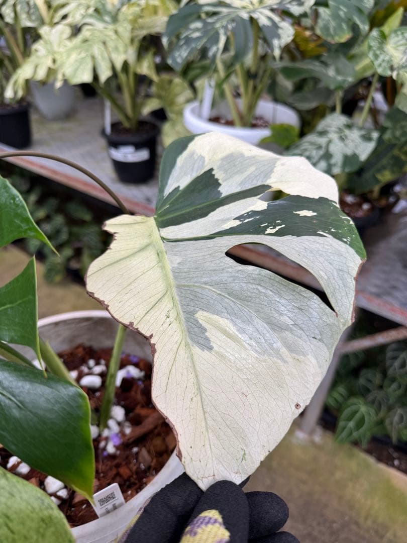 モンステラ　スフィンクス　ミント