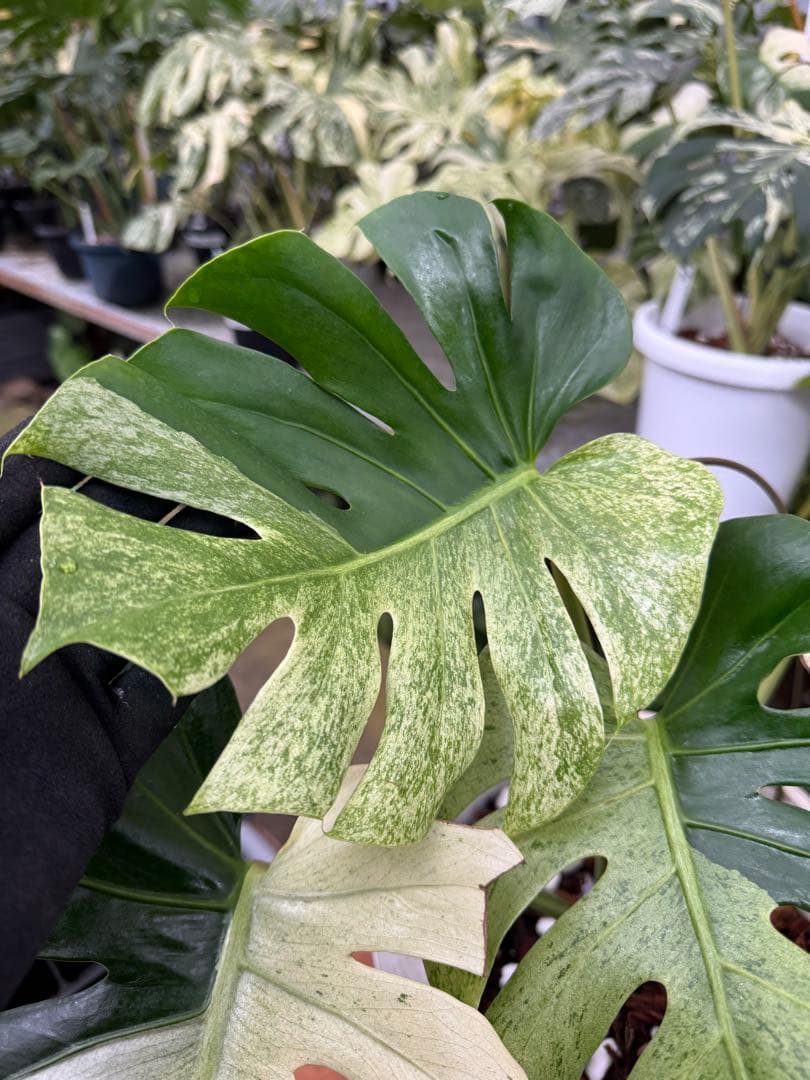 モンステラ　スフィンクス　ミント