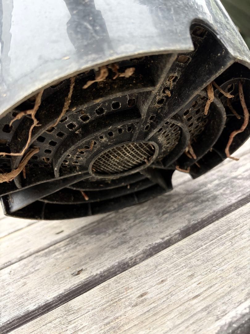 耐寒性アガベ パリー　ウェイクフィールド大株◇吉祥天ドライガーデン多肉サボテン