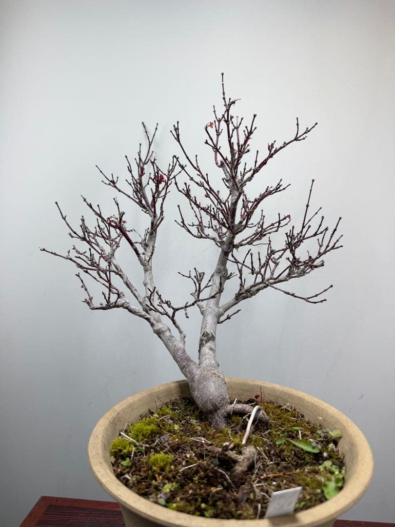 【ガチ盆栽】もみじ　紅葉　小葉性 一年中紅葉　希少品